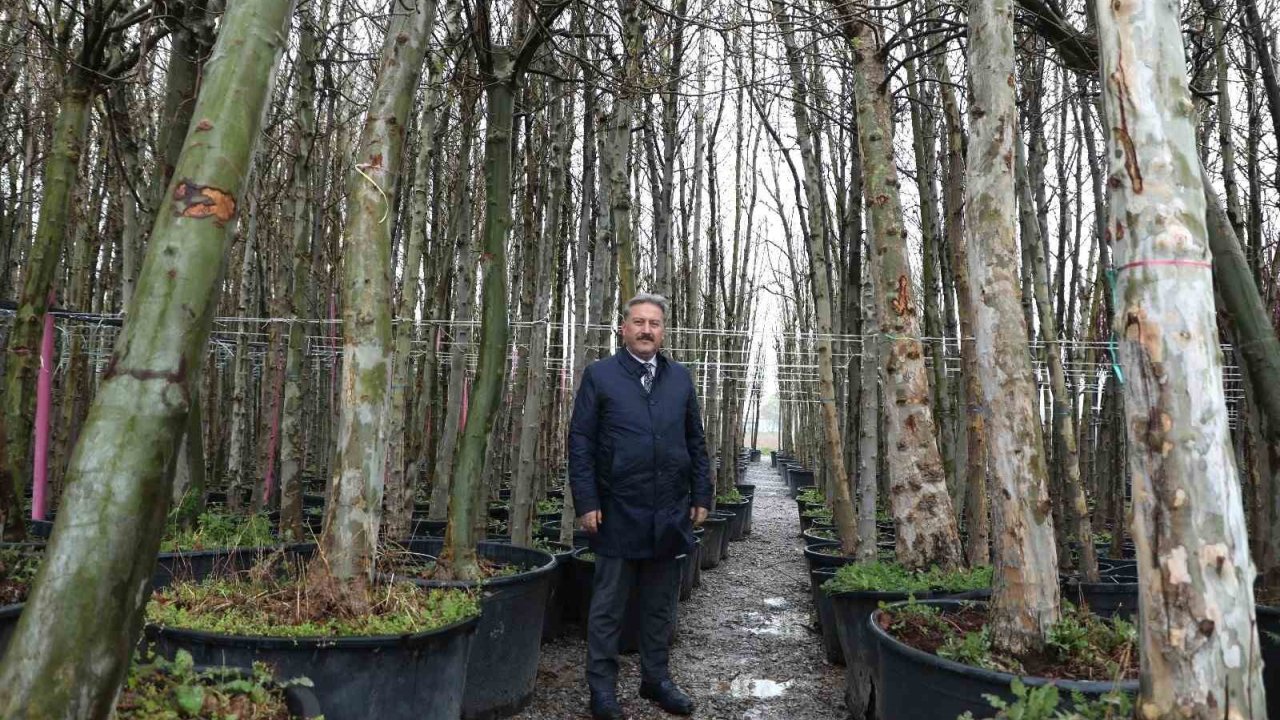 Melikgazi, Dev Çınar Ağaçları İle Geleceğe En Büyük Mirası Bırakacak