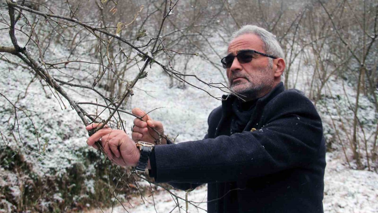 Nisan Karı Fındık Üreticisini Endişelendirdi