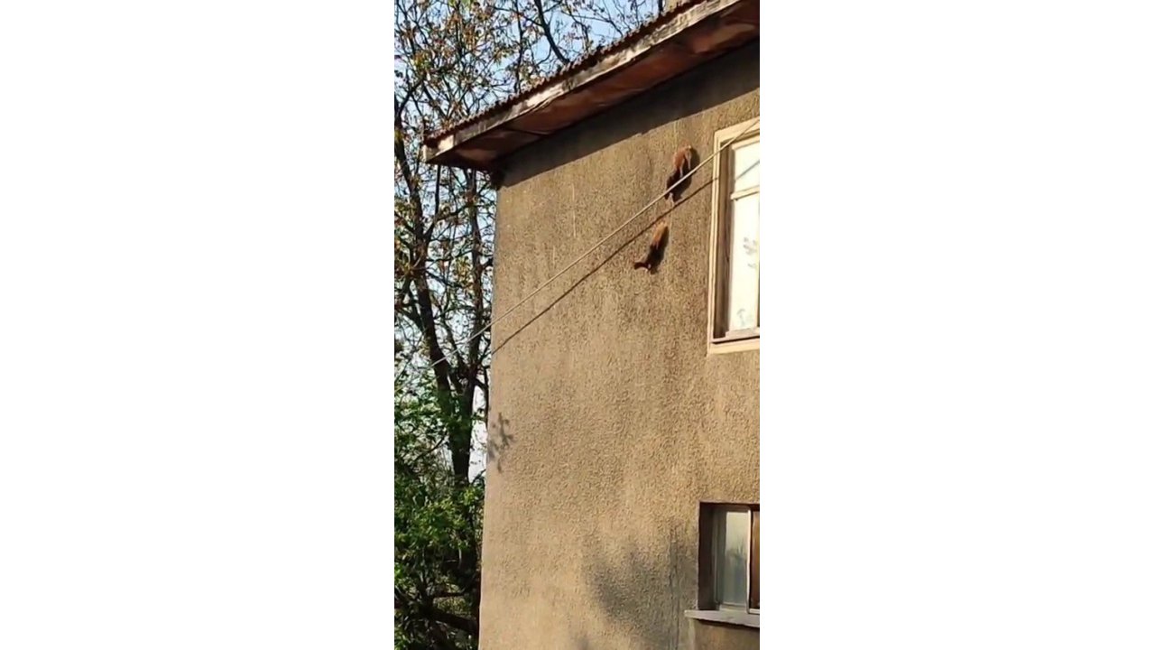 Evin Duvarında Gezinen Sincaplar Kamerada