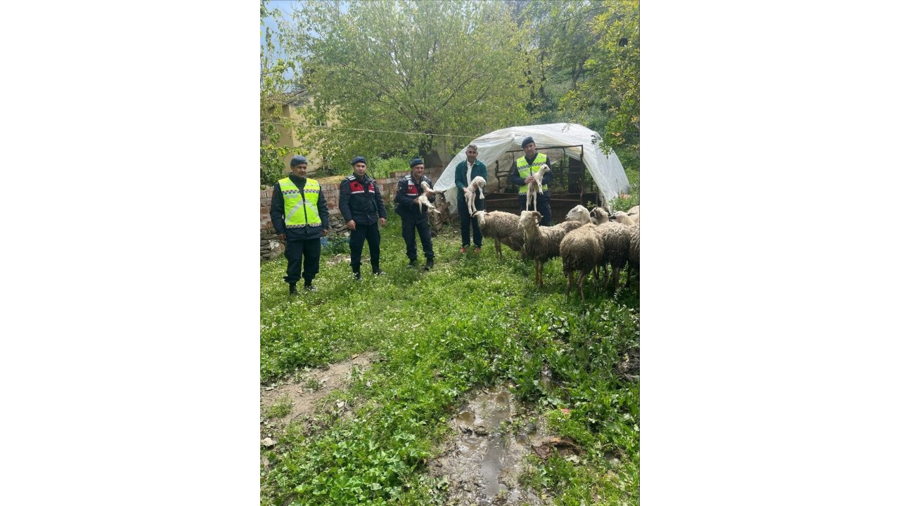 Kaybolan 13 Koyun Jandarma Ekiplerince Bulundu