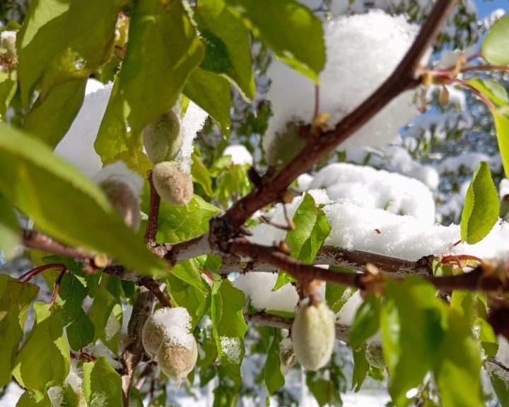 Malatya’da Kayısıyı Zirai Don Vurdu