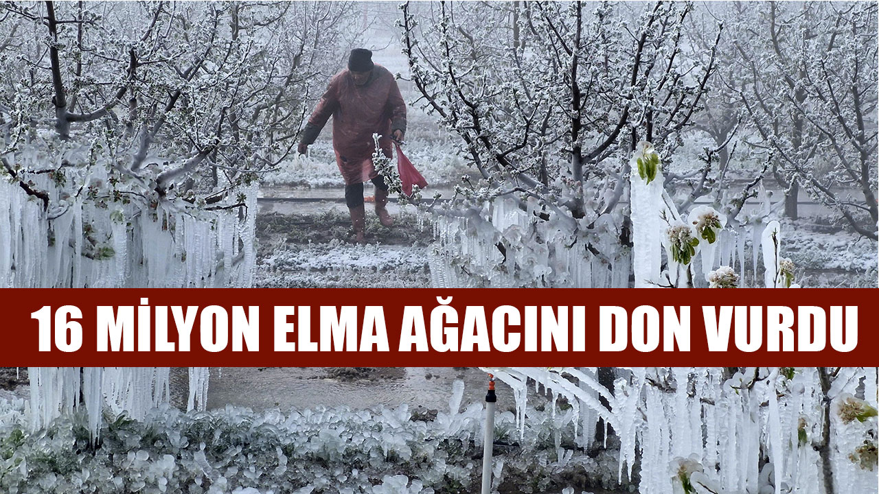 16 MİLYON ELMA AĞACINI DON VURDU