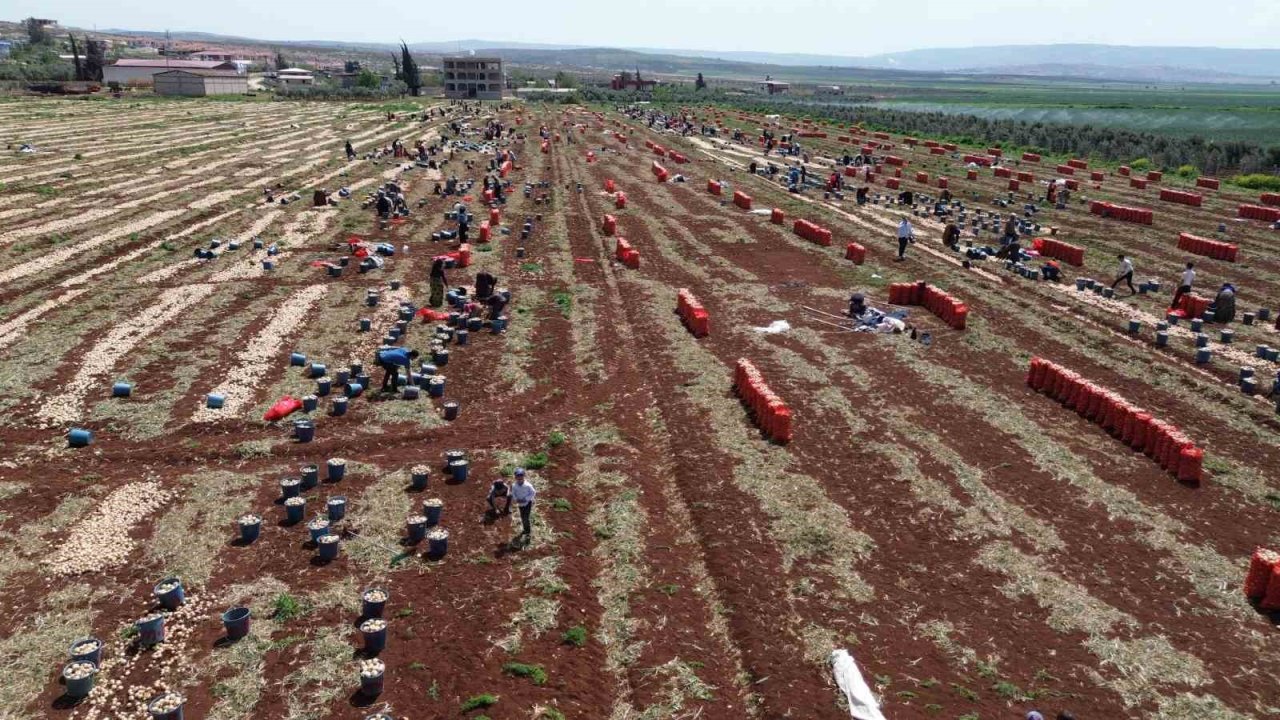 Amik Ovası’nda Bereketli Soğan Hasadı