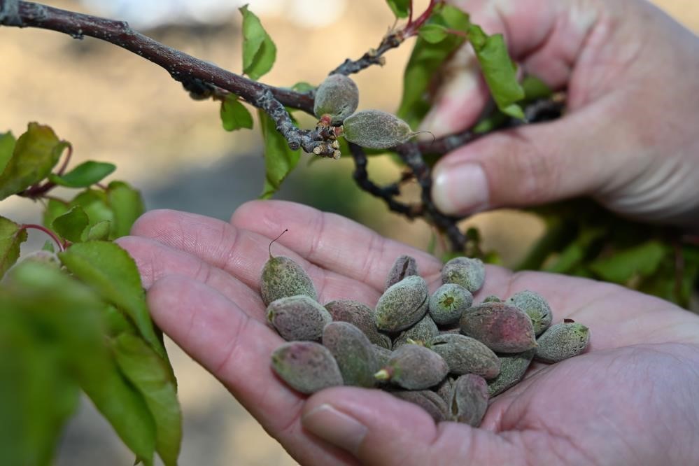 Bursa’da Zirai Donun Faturası Ağır Olacak