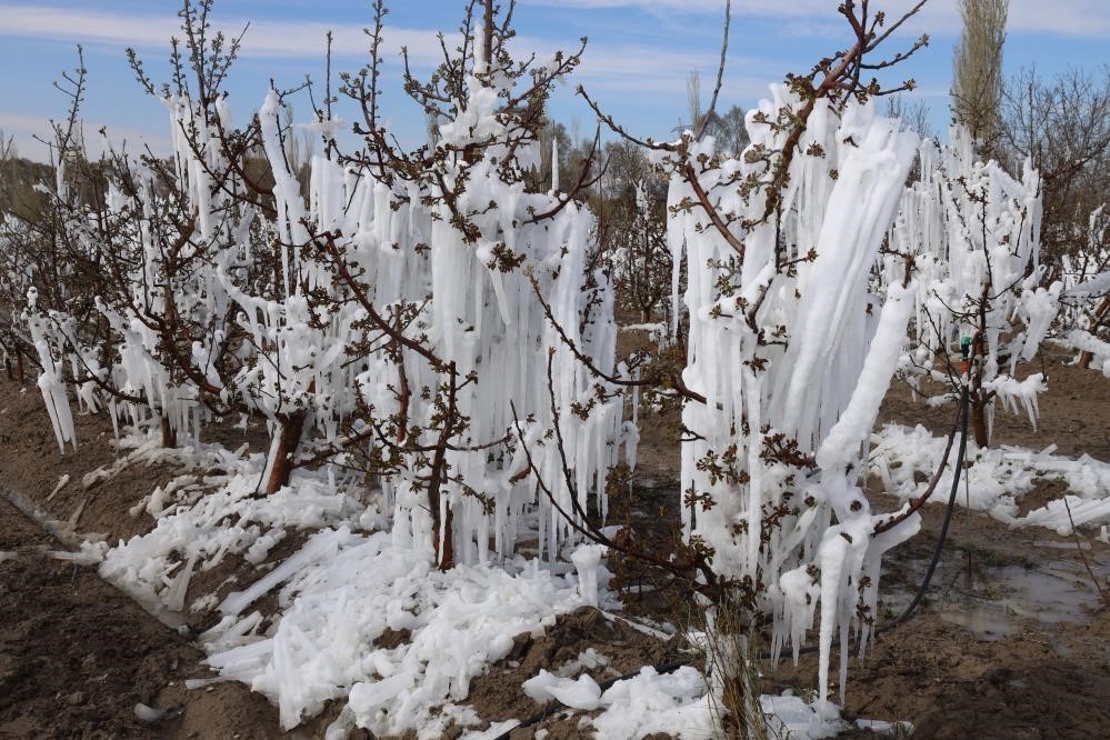 Zirai Don Konya’da Pancarı Ve Meyveleri Vurdu