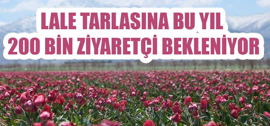 LALE TARLASINA BU YIL 200 BİN ZİYARETÇİ BEKLENİYOR