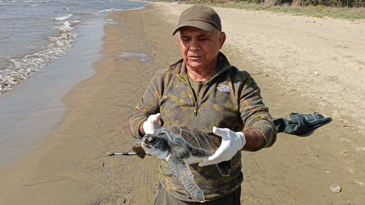 Balıkçı Ağlarına Takılan Deniz Kaplumbağası Tekrar Denize Bırakıldı