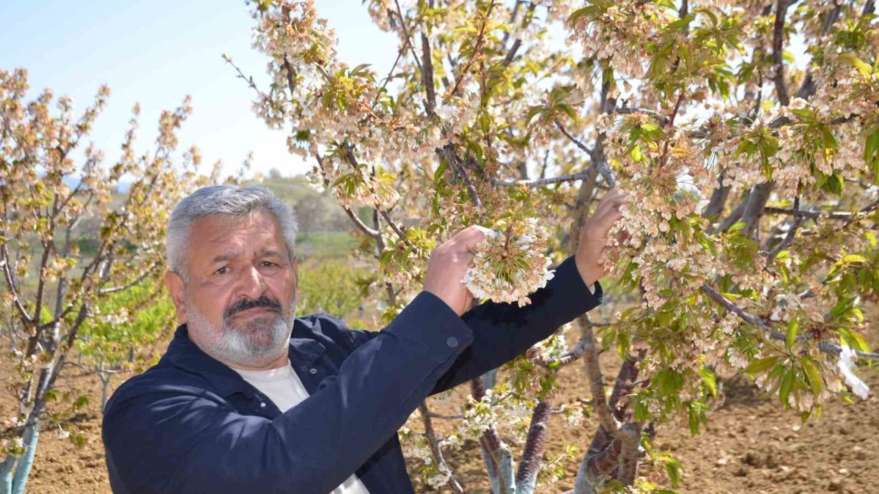 Türkiye’nin En ’erkenci’ Kirazını Da Don Vurdu