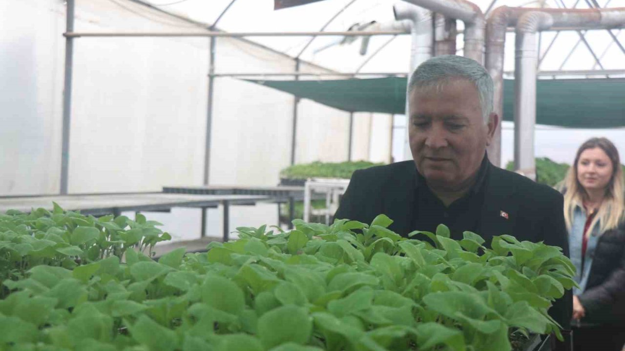 Ata Mirası Tohumlar Milyonlarca Fideye Dönüştü