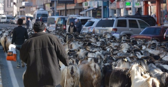 Keçi sürüsü ile şehir turu attı