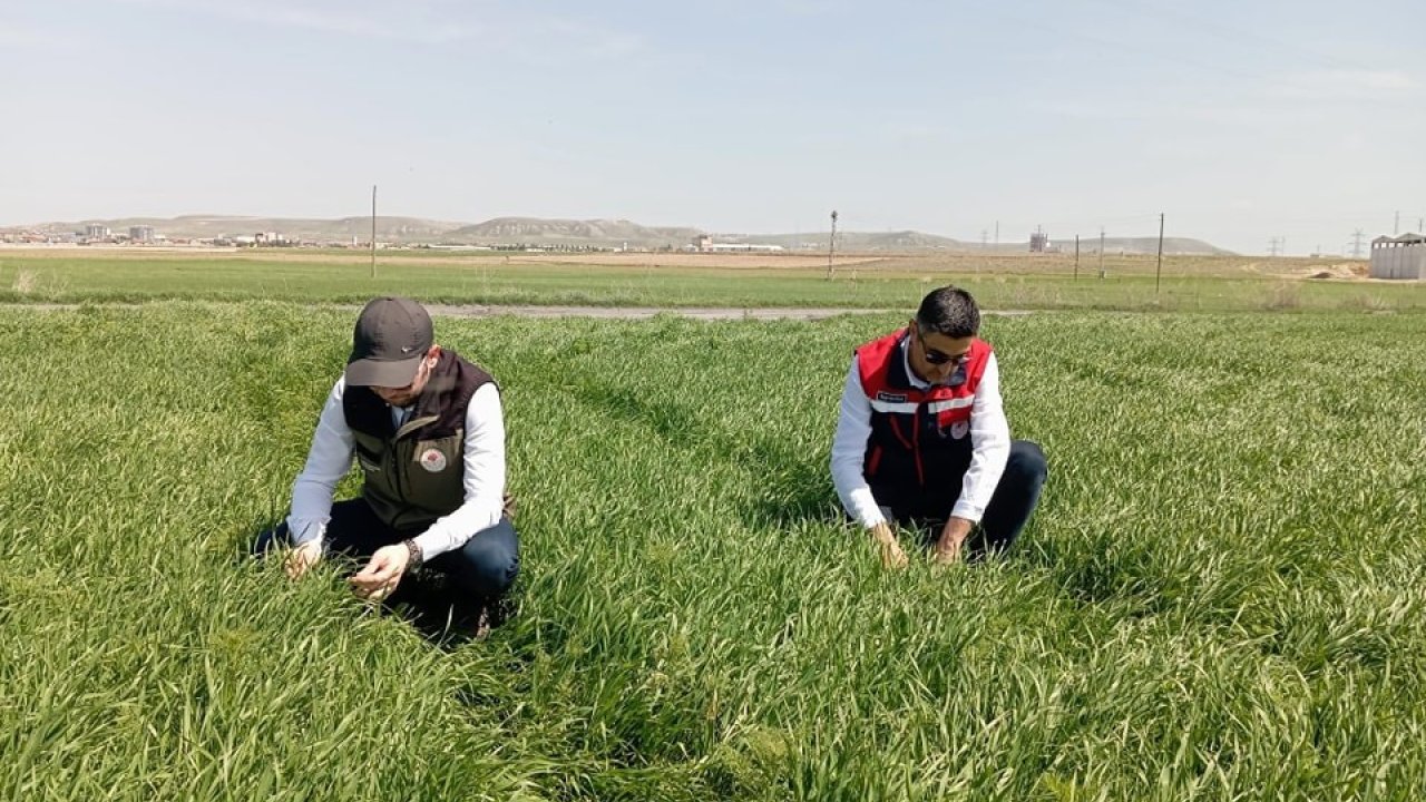 Hububat Ekili Alanlarda Bitkisel Hastalıklara Karşı Kontroller Başladı