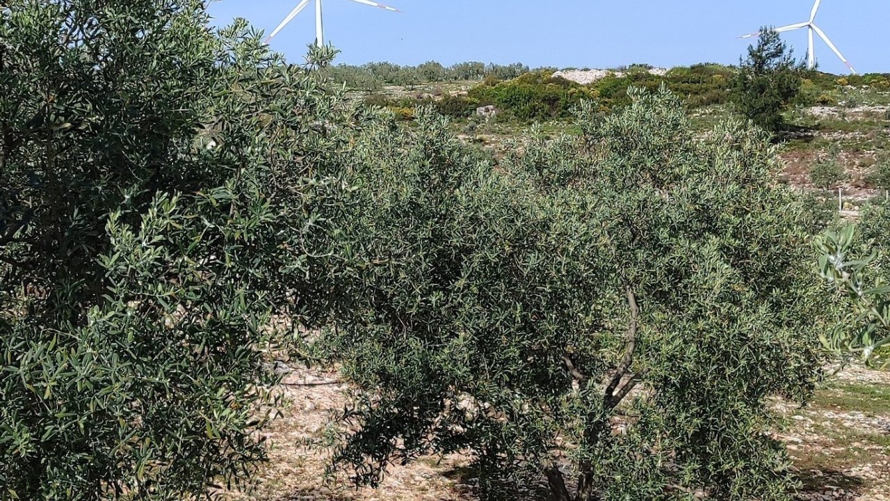 Aydın’da Zeytin Bahçeleri Denetlendi