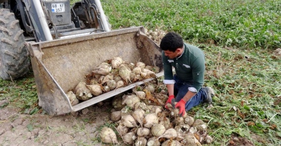 Aksaray’da pancar üreticilerine 41 milyon TL ödeme