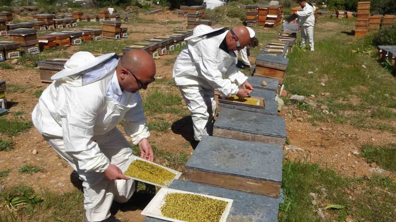 Bahar Meyvesini Verdi: Şifa Deposu Polende Hasat Başladı