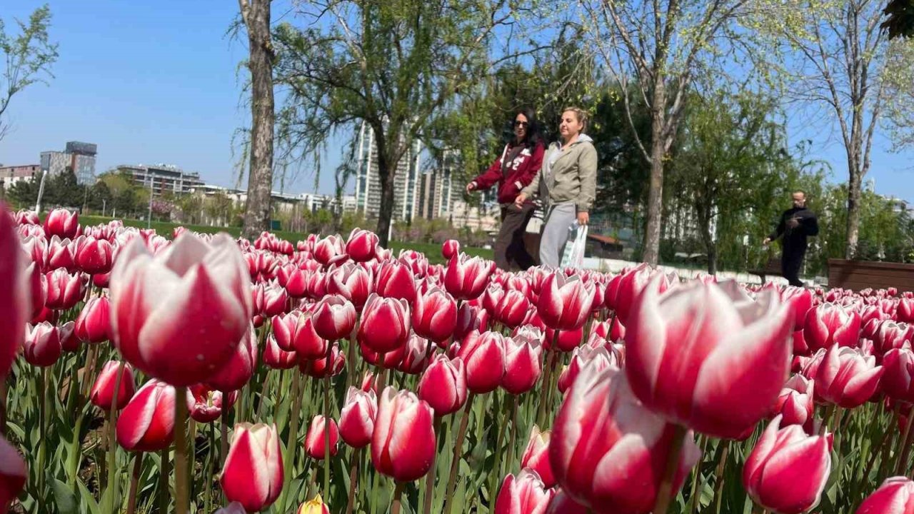 Bursa’ya Lale Çok Yakışıyor