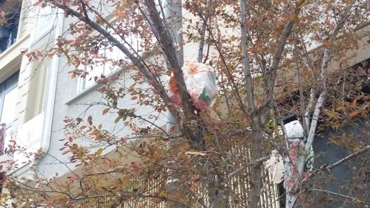 Ağaç Dalları Çöp Açtı