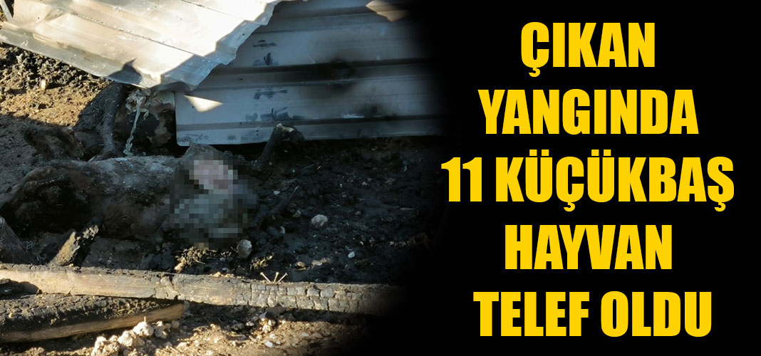 ÇIKAN YANGINDA 11 KÜÇÜKBAŞ HAYVAN TELEF OLDU