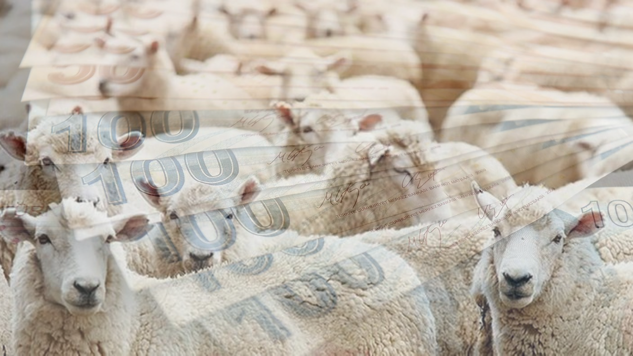 Kurbanlık Fiyatları 2025: Yüzde 50 Zamlandı!