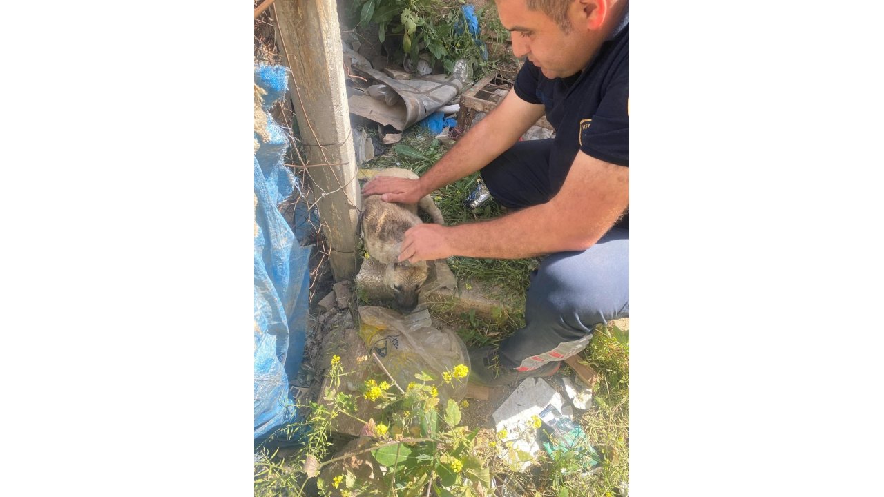 Kafasına Bidon Sıkışan Yavru Köpeğin Yardımına İtfaiye Yetişti