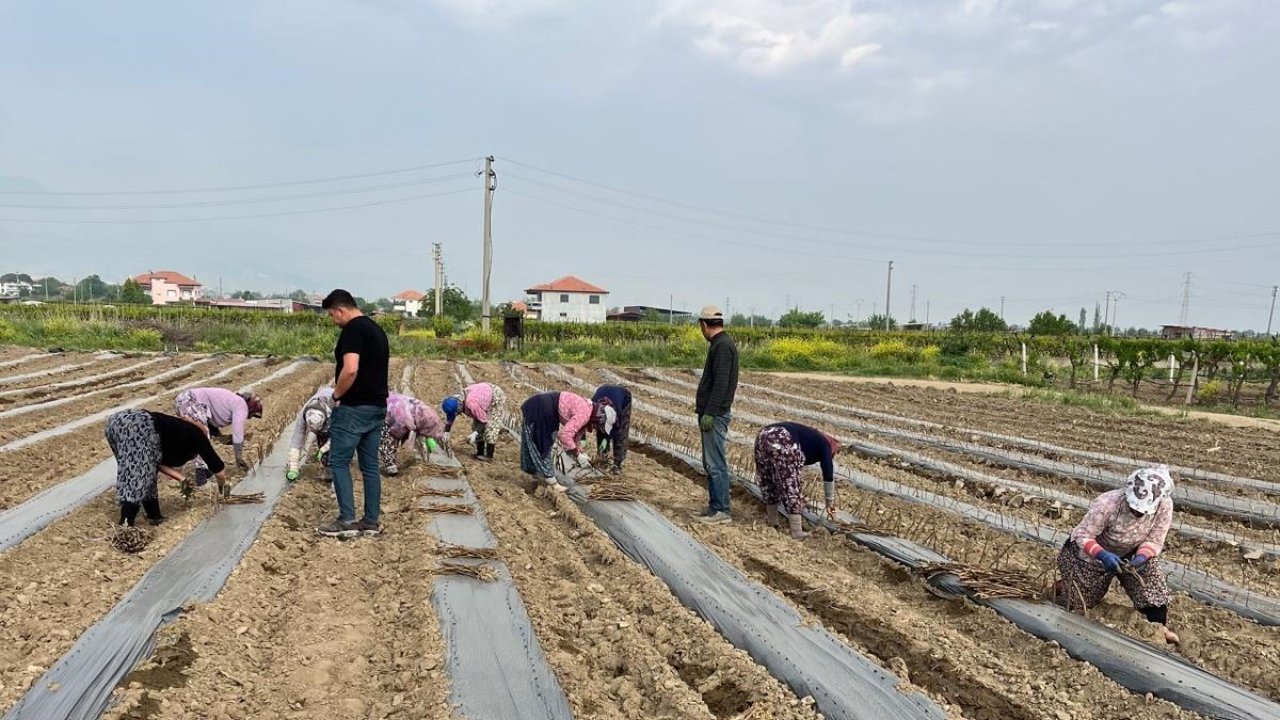 Girişimci Kardeşler 10 Çeşit Üzüm Bağ Çubuğu Yetiştirmeye Başladı