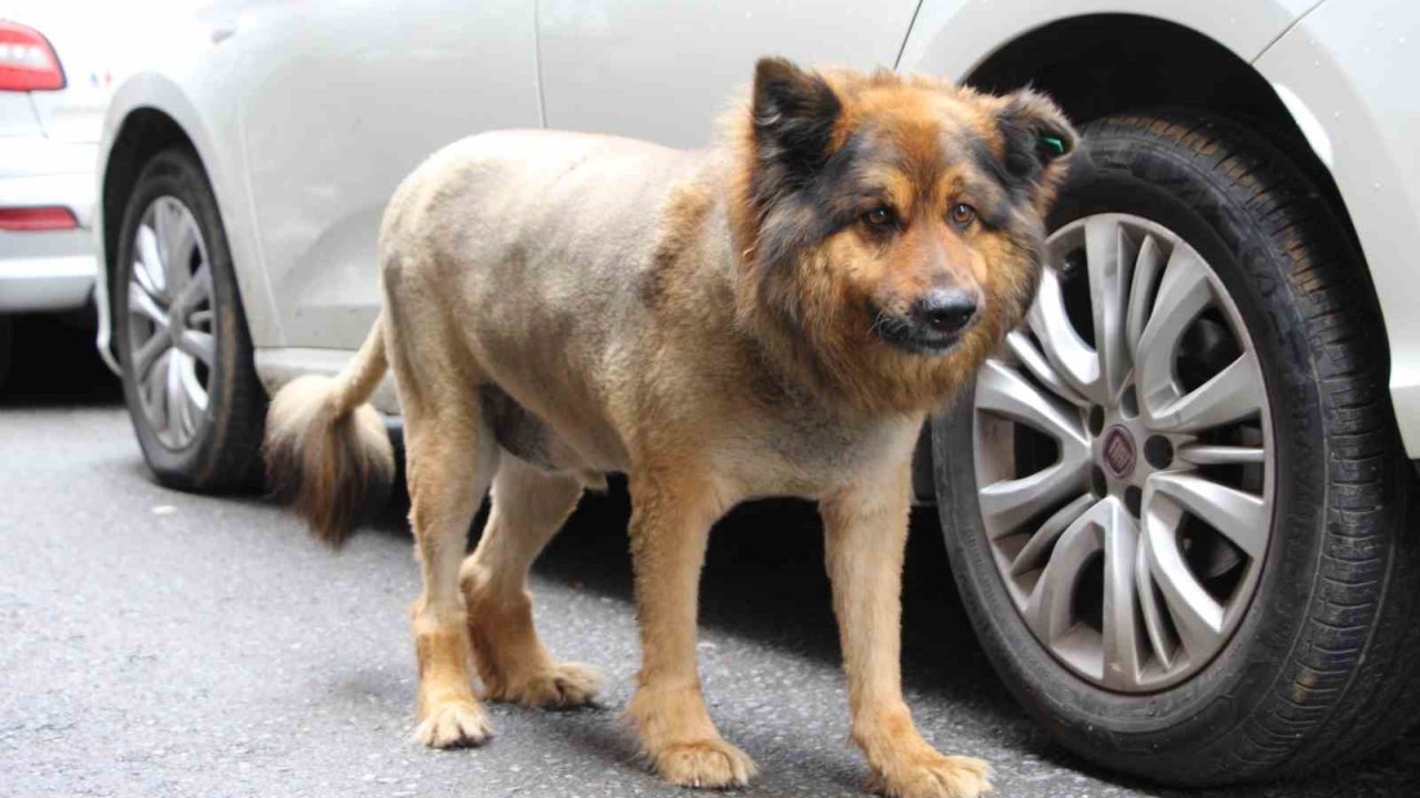 O Trabzon’un ’aslan Kralı’