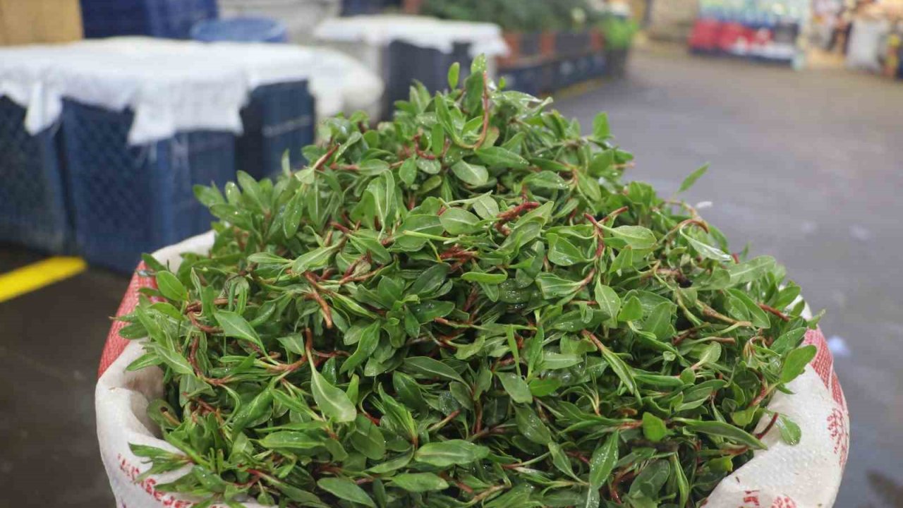 Sivas’ın Vazgeçilmez Lezzeti Madımak Otu Tezgâhlarda Yerini Aldı