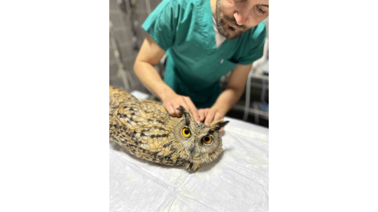 Osmaneli Belediyesi Yaralı Baykuşu Tedavi Altına Aldı