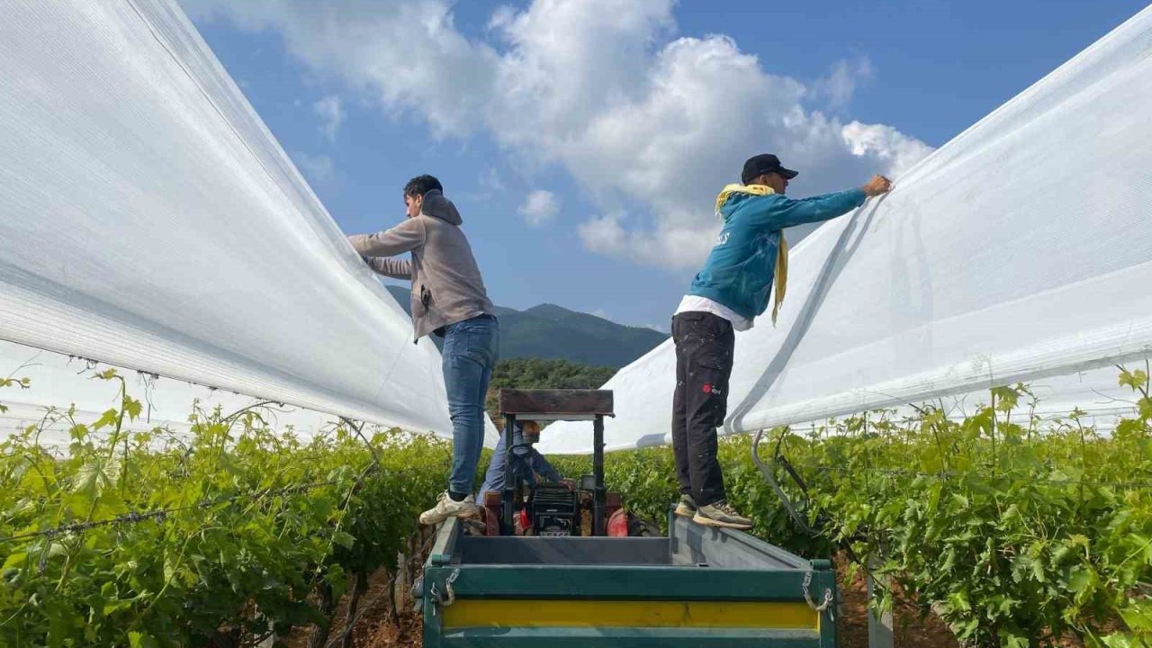 Sarıgöl’deki Üzüm Bağlarında Önlemler Giderek Artıyor