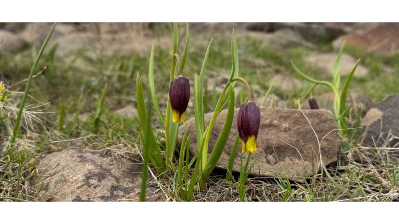 Elazığ’da Karakoçan Ters Lalesi İnceleme Çalışması