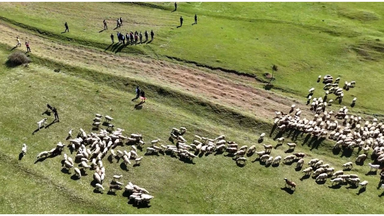 Kuzuların Anneleriyle Buluşması Renkli Görüntülere Sahne Oldu