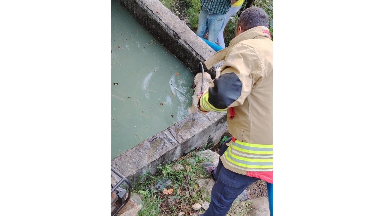 Sulama Kanalına Düşen Köpeği İtfaiye Kurtardı