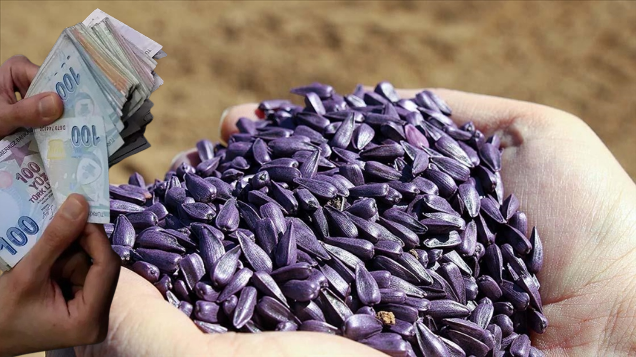 Çiftçiye Tek Şartla Tohum Desteği! Yüzde 50 Hibeli Verilecek!