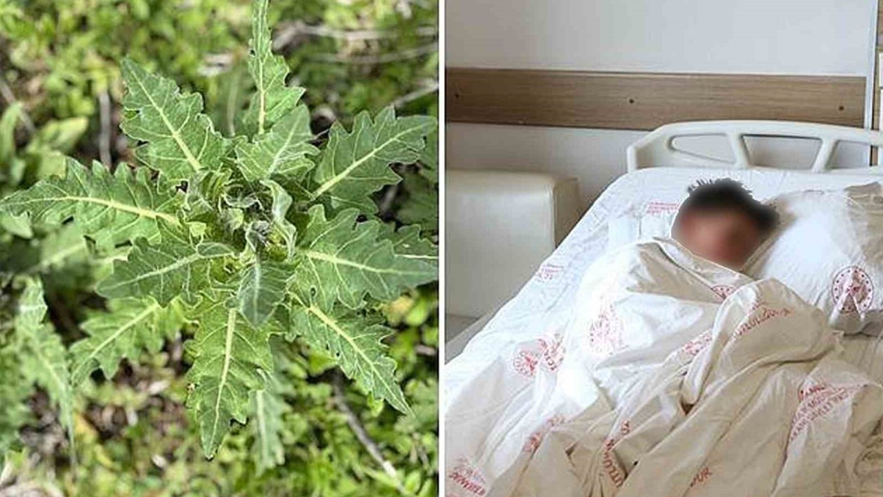 Deli Bat Bat Otu, Yanlış Tüketildiğinde Ciddi Zehirlenmelere Yol Açabiliyor