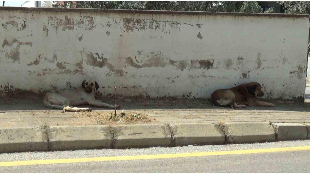 Mahalle Sakinleri Başıboş Köpeklerden Tedirgin