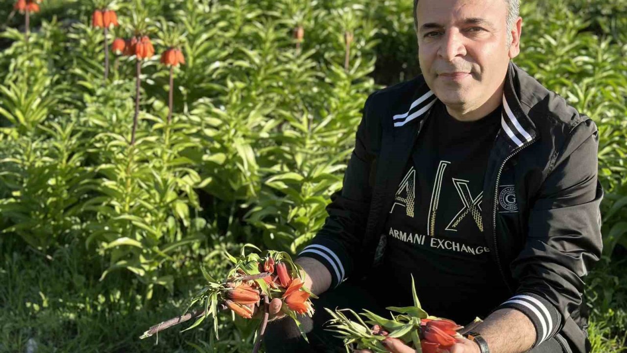 20 Günlük Ömrü Olan Ters Lalelere Zarar Verildi