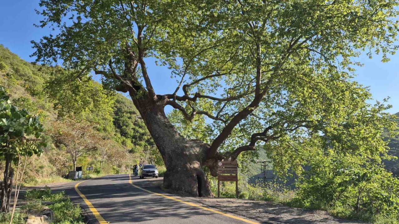 330 Yıllık Çınar: 2 Devlet, 15 Padişah, 12 Cumhurbaşkanı Gördü