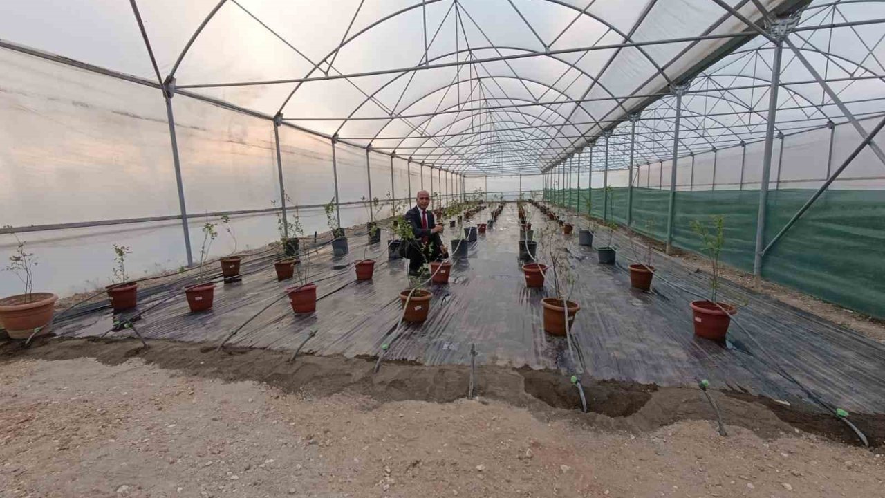 Niğde’de Yaban Mersini Üretimi Başladı