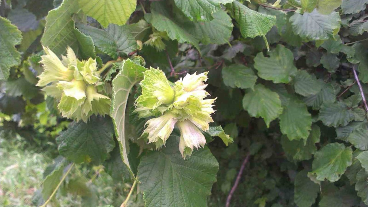 Fındık Üreticisine ‘Küllenme’ Uyarısı