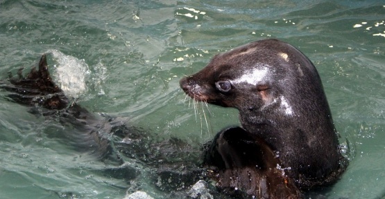 Hayvanat bahçesinin taklacı misafirleri