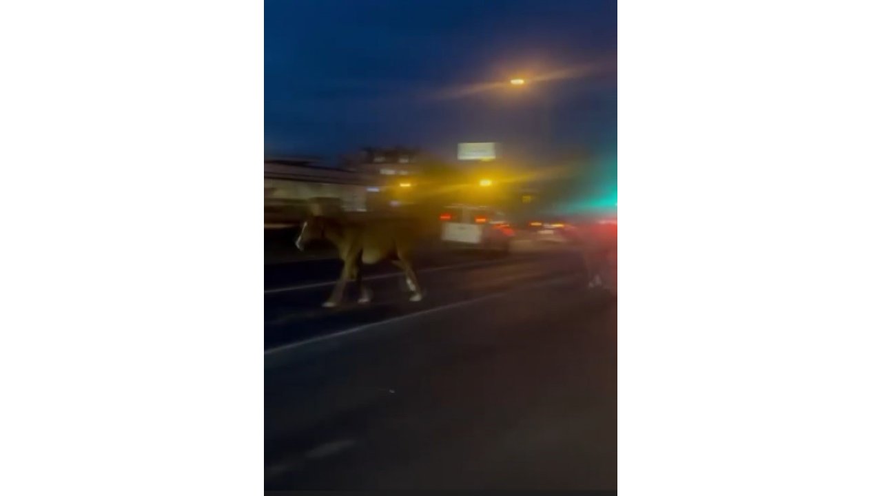 Mersin’de Karayoluna Çıkan Atlar Trafiği Karıştırdı