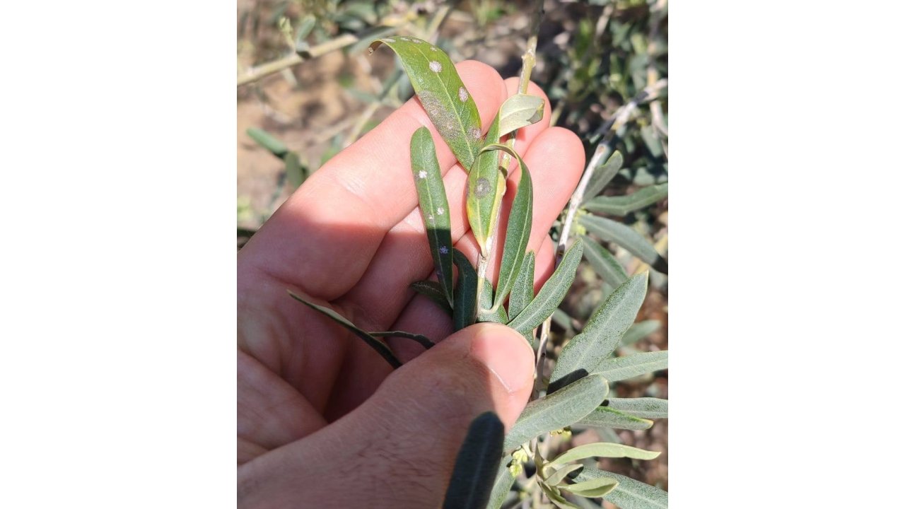 Manisalı Zeytin Üreticilerine Önemli Uyarı