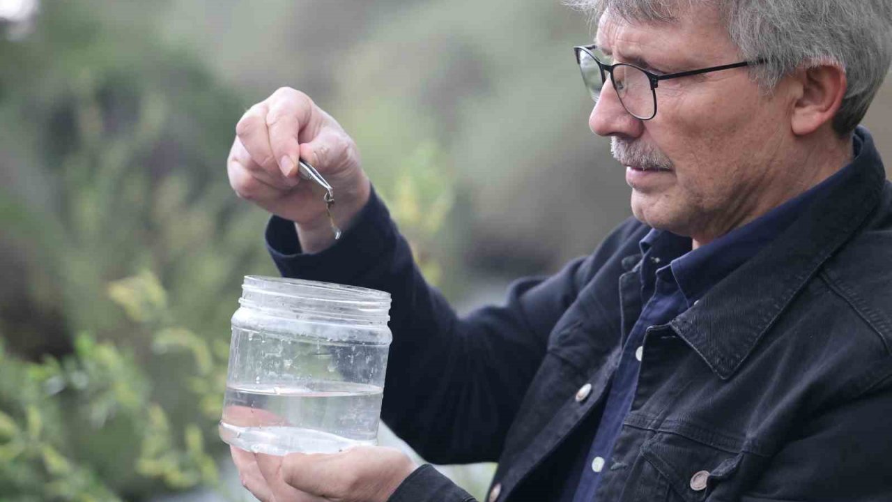 Fırat Üniversitesinden Bilim Dünyasına Katkı: Elazığ’da Yeni Sülük Türleri Keşfedildi