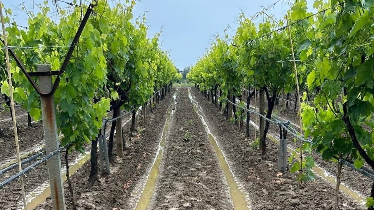 Manisalı Bağcılara Külleme Ve Mildiyö Hastalığı Uyarısı