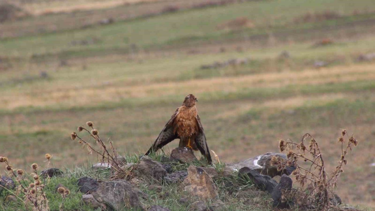 Sarıkamış’ta Kızıl Şahin Objektiflere Yansıdı