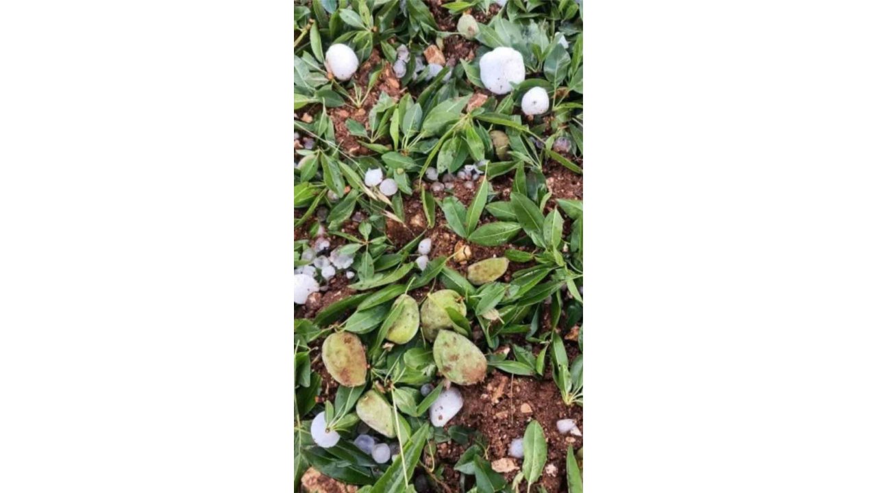 Adıyaman’da Ceviz Büyüklüğündeki Dolu Yağışı Badem Bahçelerine Zarar Verdi