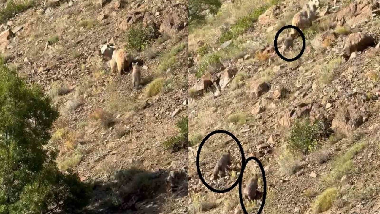 Erzincan’da Anne Ayı Ve 3 Yavrusu Görüntülendi