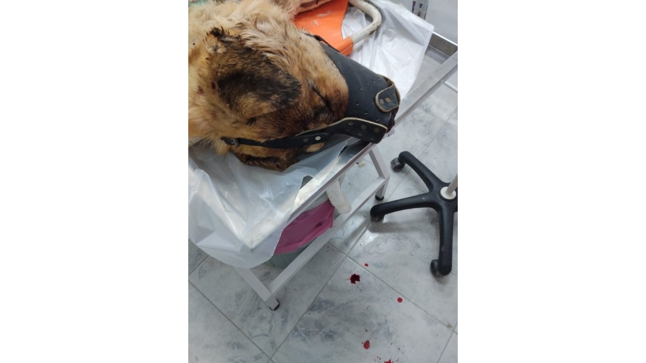 Isırdığını İddia Ettiği Köpeği Silahla Vurdu, Sahipleri Şikayetçi Oldu