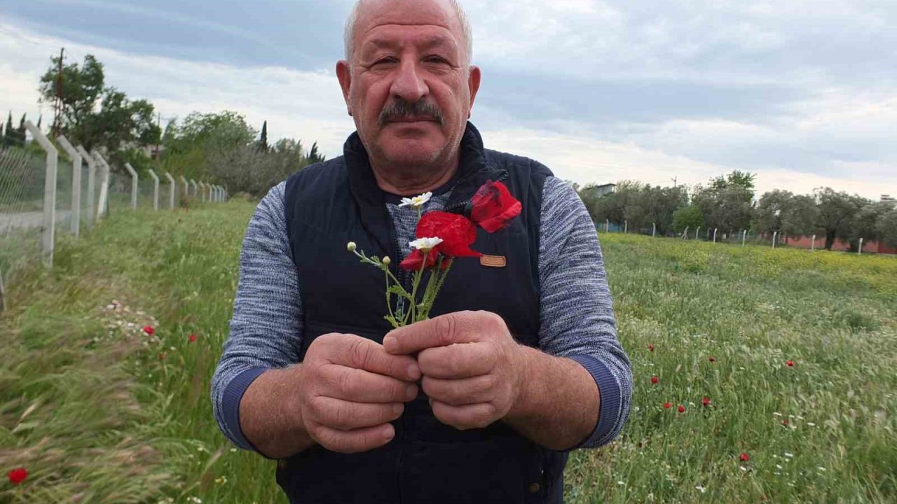 Burhaniye’de Tarlalar Gelincik Açtı