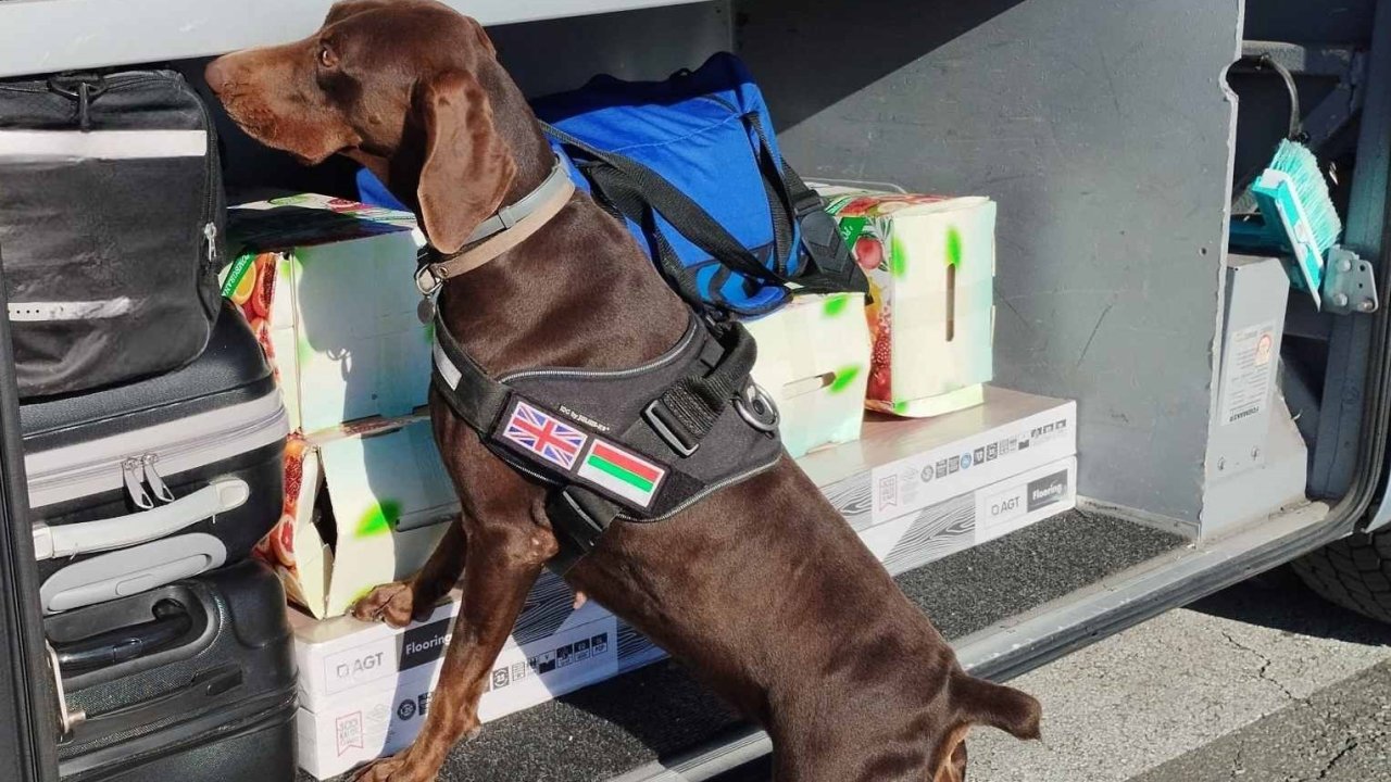 X-ray Kontrolü Sırasında, Beyan Edilmemiş 351 Bin 620 Euro Dedektör Köpekten Kaçamadı