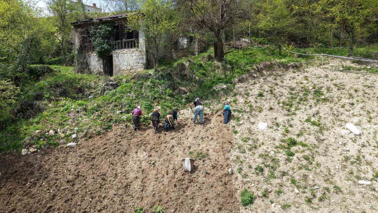 Karadeniz Kadınının Zorlu Mesaisi Başladı